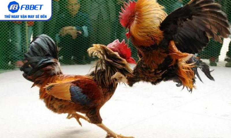 Khám phá phong cách đá gà đa dạng ngay trên F8BET Khám phá phong cách đá gà đa dạng ngay trên F8BET
